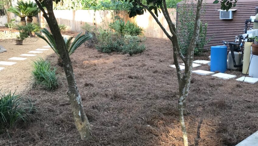 pine straw install